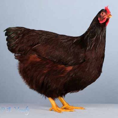 Show Winners | Poultry Stud Breeders & Exhibitors : Poultry Stud ...