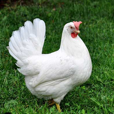 Leghorn | Poultry Stud Breeders & Exhibitors : Poultry Stud Breeders ...